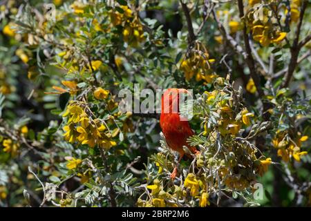 i'iwi oder Scharlachhonigkriechspießler, Vestiaria coccinea, eine endemische und bedrohte Art, ernährt sich von Mamanblüten, Haleakala Nationalpark, Maui, Hawaii Stockfoto