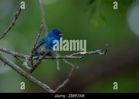 Manhattan, Kansas, USA. Mai 2020. Eine Indigo-Bunting auf einem Baum in Manhattan, KS. Indigo-Ammern werden in Kansas von Mai bis Ende Juli in der Spitzenzucht Saison gefunden. Kredit: Luke Townsend/ZUMA Wire/Alamy Live News Stockfoto