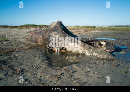 Zersetzende Karkasse von Grauwal, Eschrichtius robustus, an den Ufern der San Ignacio Lagune, El Vizcaino Biosphärenreservat, Baja California Sur, Mexiko Stockfoto