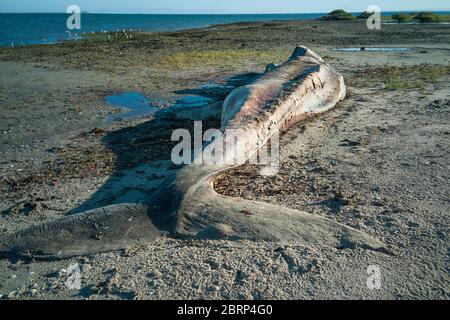Zersetzende Karkasse von erwachsenen männlichen Grauwalen, Eschrichtius robustus, an den Ufern der Lagune von San Ignacio, El Vizcaino Biosphärenreservat, Baja, Mexiko Stockfoto