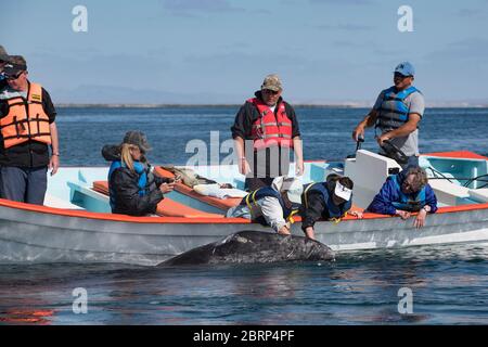 Freundliches Grauwalkalb, Eschrichtius robustus, Oberfläche neben einem Wal-Watching-Tour-Boot, San Ignacio Lagune, El Vizcaino Reserve, Baja, Mexiko Stockfoto