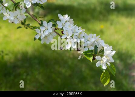 Apfelzweige, die im Frühjahr mit weißen Blüten bedeckt sind. Schönes appletree in Blüte. Stockfoto