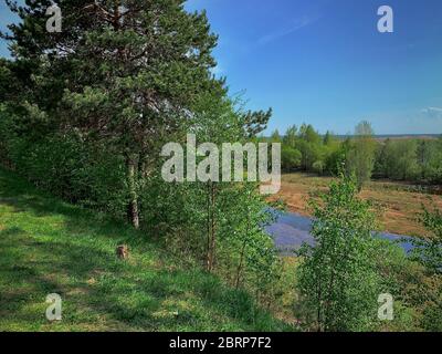 Blick auf den Fluss ob vom Hügel im Park durch einen jungen Birkenhain. Feder. Stockfoto