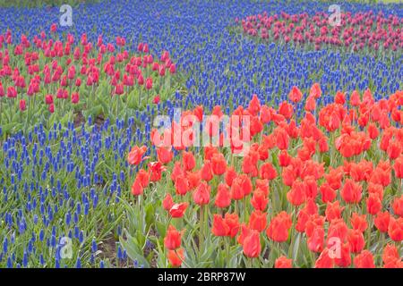 Fluss der blauen Blumen (Muscari Bluefields Beauty) mit roten Tulpen in Keukenhof Gärten, Niederlande. Stockfoto