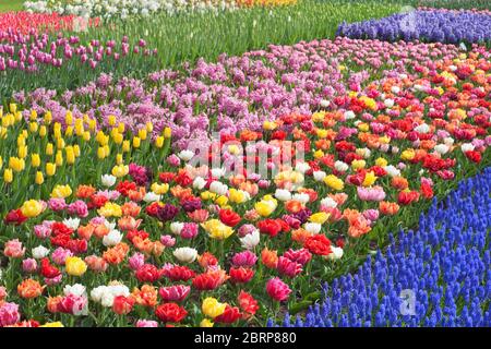 Frühlingsblumenbeet mit blauen Muscari-Blumen und doppelten frühen Tulpen im Keukenhof-Garten, dem Niederlandespanton Stockfoto