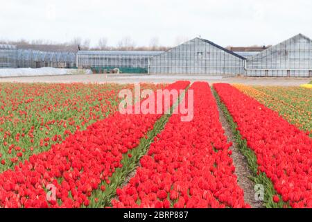 Reihen von roten Tulpen in Blüte und Gewächshäuser auf Südholland Provinz Farm, Niederlande Stockfoto