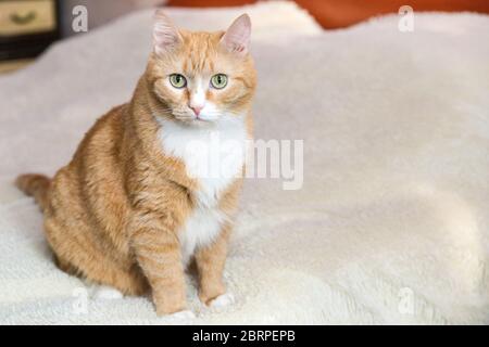 Eine rothaarige Katze sitzt auf einer Decke. Foto einer Haustierkatze in voller Länge. Stockfoto
