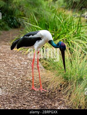 Australischer Jabiru, Schwarzhalsstorch-Sumpfvogel Stockfoto