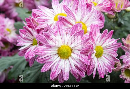 Lila Chrysantheme Blume und grüne Blätter im Garten in der Zoom-Ansicht. Natürliches Chrysanthemum Blume oder Chrysanthemum Bouquet mit grünen Blättern Stockfoto