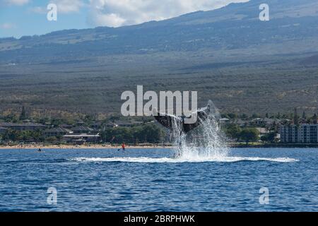 Buckelwal, Megaptera novaeangliae, Lobtailing oder fluke Slapping, mit Paddleboarder im Hintergrund; Kihei, Maui, Hawaii, Hawaii Buckelwal Nat Stockfoto