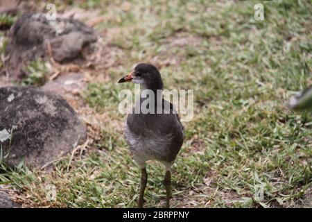 Junge Duschige Moorhen (Gallinula Tenebrosa) Küken Stockfoto