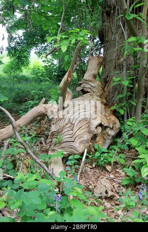 Ein gefallener Baum, der zwischen den Blättern und Zweigen in einer Waldlandschaft liegt Stockfoto