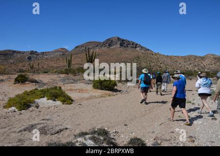 Touristen wandern inmitten des Kardonkaktus auf der Isla del Espiritu Santo im Meer von Cortez, Baha California Sur, Mexiko. Stockfoto