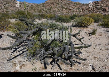 Großer Kaktus auf der Isla del Espiritu Santo, zugänglich über Bonanza Beach, Baja California Sur, Mexiko. Stockfoto