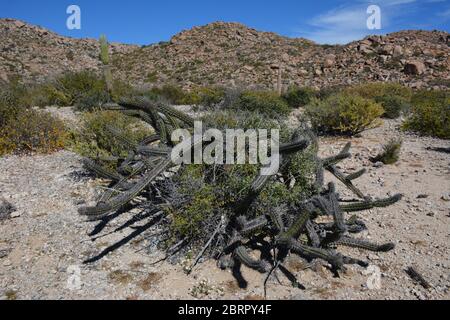 Großer Kaktus auf der Isla del Espiritu Santo, zugänglich über Bonanza Beach, Baja California Sur, Mexiko. Stockfoto