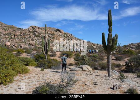 Touristen spazieren inmitten von Kakteen auf der Isla del Espiritu Santo im Meer von Cortez, Baha California Sur, Mexiko. Stockfoto