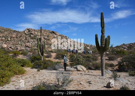 Touristen spazieren inmitten von Kakteen auf der Isla del Espiritu Santo im Meer von Cortez, Baha California Sur, Mexiko. Stockfoto