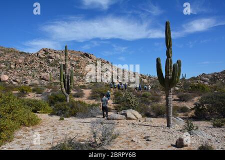 Touristen spazieren inmitten von Kakteen auf der Isla del Espiritu Santo im Meer von Cortez, Baha California Sur, Mexiko. Stockfoto