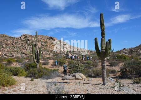 Touristen spazieren inmitten von Kakteen auf der Isla del Espiritu Santo im Meer von Cortez, Baha California Sur, Mexiko. Stockfoto