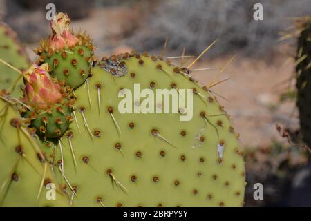 Nahaufnahmen von blühenden Kakteen auf der Isla del Espiritu Santo, zugänglich über Bonanza Beach, Baja California Sur, Mexiko. Stockfoto