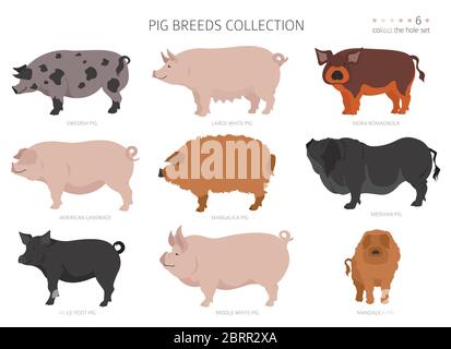 Schweinrassen Sammlung 6. Tiere auf dem Bauernhof. Flaches Design. Vektorgrafik Stock Vektor