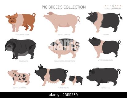 Schweinrassen Sammlung 4. Tiere auf dem Bauernhof. Flaches Design. Vektorgrafik Stock Vektor