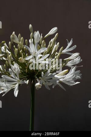 Nahaufnahme eines blühenden weißen Agapanthus-Blütenhaufens in der Sonne vor einem dunklen Hintergrund, mit Kopierraum. Auch Lilie des Nils genannt.Grüner Stamm Stockfoto