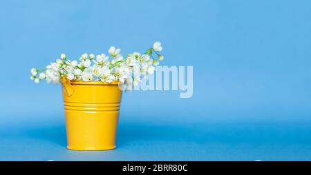 Minimalistisches Banner für die Heim- und Gartendekoration. Ein metallisch gelber Eimer voller blühender weißer kleiner Kirschblüten auf klarem blauen Hintergrund Stockfoto