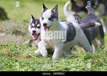 Cute Siberian Husky Welpen auf Gras Stockfoto