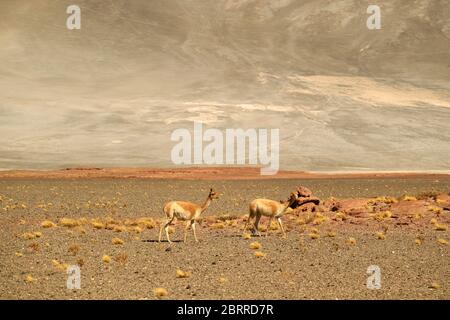 Ein Paar von Wild Vicuna, die in der trockenen Wüste des Los Flamencos National Reserve in Antofagasta Region im Norden Chiles, Südamerika grasen Stockfoto