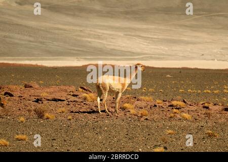 Wild Vicuna Entspannen im Foothill des Los Flamencos National Reserve in der Atacama Wüste, Antofagasta Region, Nord-Chile Stockfoto