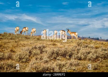 Eine Herde von Pronghorn (Antilocapra americana), mit einem Bock, der während der Paarungszeit seinen Harem beobachtet, im Yellowstone National Park, USA. Stockfoto