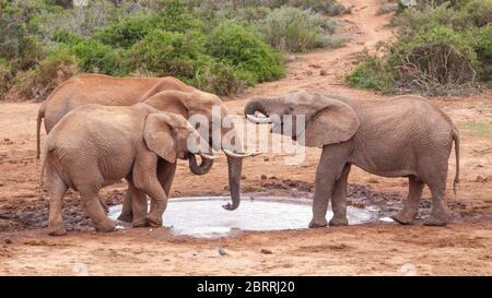 Drei junge Elefanten trinken im Marion Baree Water Hole im Addo Elephant National Park, Südafrika. Stockfoto