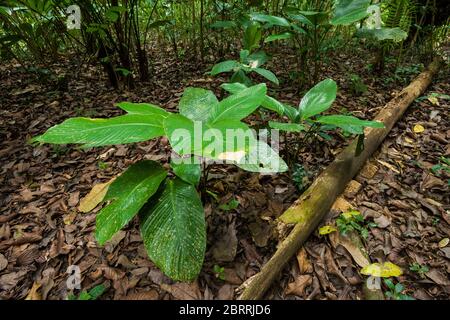 Pflanzen in der Trockenzeit, im Unterholz des Regenwaldes im Soberania Nationalpark, Republik Panama, Mittelamerika. Stockfoto