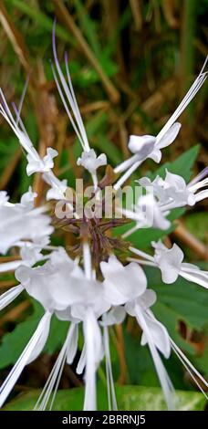 Schöne weiße Blume im Garten Stockfoto