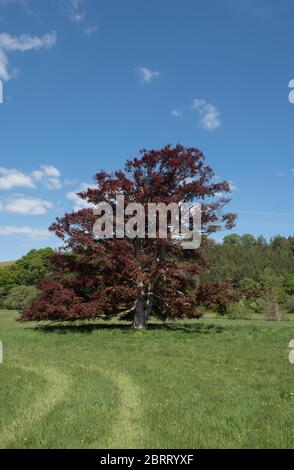 Frühlingsbläulein eines alten Kupferbeechs (Fagus sylvatica purpurea), der in einem Feld in einer Landschaft wächst und ein leuchtendes Blaues Himmel backgrou Stockfoto