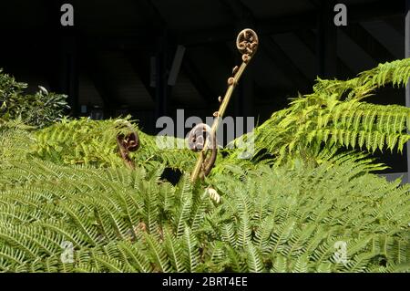 Sydney Australien, die Wedel eines dicksonia Farn Baum entrollt Stockfoto