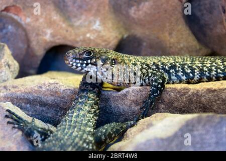 Sydney Australia, Egernia cunninghami oder Cunningham's Skink im Profil auf Sandsteinfelsen Stockfoto