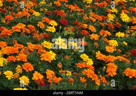 Sydney Australien, Blumenbeet mit gelben, orangen und roten Ringelblumen Stockfoto