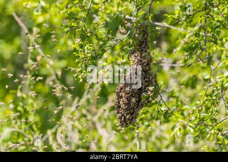 Honigbienenkolonie hängt an Ast im grünen Baum Stockfoto