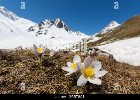 Weiße Alpenanemone blüht (pulsatilla alpina) in Blüte mit schneebedeckten Bergen Stockfoto