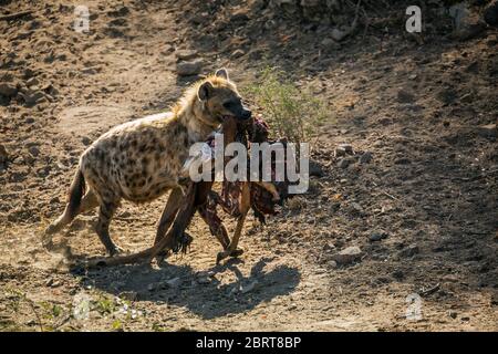 Gefleckte Hyäne, die Rest der Impala Beute im Kruger Nationalpark, Südafrika trägt; specie Crocuta crocuta Familie von Hyaenidae Stockfoto