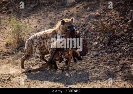 Gefleckte Hyäne, die Rest der Impala Beute im Kruger Nationalpark, Südafrika trägt; specie Crocuta crocuta Familie von Hyaenidae Stockfoto