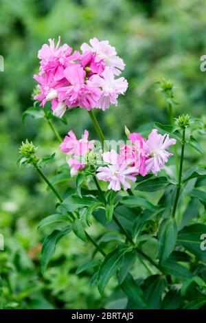 Saponaria officinalis gewöhnliches Seifenkraut, Hüpfenseife, Krähenseife, wilder süßer William, Seifenkraut Stockfoto