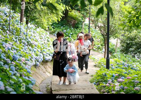 Kaizhou, China. Mai 2020. Die Menschen genießen Hortensien im Hanfeng Lake National Wetland Park im Kaizhou District in Chongqing, Südwestchina, 22. Mai 2020. Kredit: Huang Wei/Xinhua/Alamy Live News Stockfoto