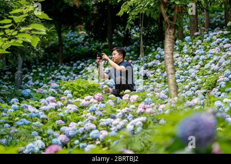 Kaizhou, China. Mai 2020. Ein Mann fotografiert Hortensienblumen im Hanfeng Lake National Wetland Park im Bezirk Kaizhou in Chongqing, Südwestchina, 22. Mai 2020. Kredit: Huang Wei/Xinhua/Alamy Live News Stockfoto