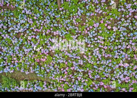 Kaizhou. Mai 2020. Luftaufnahme vom 22. Mai 2020 zeigt Hortensienblumen im Hanfeng Lake National Wetland Park im Kaizhou District in Chongqing, Südwestchina. Kredit: Huang Wei/Xinhua/Alamy Live News Stockfoto