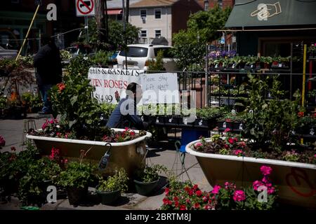 Jersey City, USA. Mai 2020. Ein Kunde, der eine Gesichtsmaske trägt, pflückt während der COVID-19-Pandemie in Jersey City, New Jersey, USA, am 21. Mai 2020 Pflanzen vor einem Blumenladen. Der Gouverneur von New Jersey, Phil Murphy, stellte am 18. Mai einen mehrstufigen Ansatz vor, um einen wirtschaftlichen Neustart durchzuführen, um New Jersey wieder auf den Weg zur Erholung von COVID-19 zu bringen. Kredit: Michael Nagle/Xinhua/Alamy Live News Stockfoto