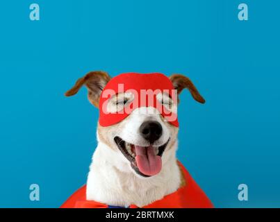 Lustiger Hund im Superhelden Kostüm Stockfoto