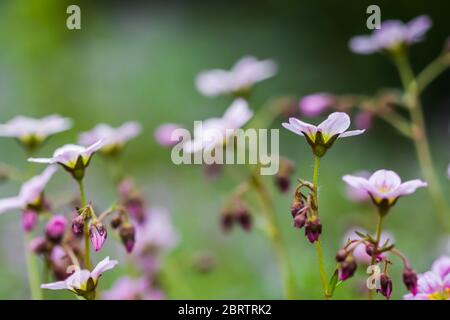 Zarte, weiß rosa Blüten aus Saxifrage Moos im Frühlingsgarten. Floraler Hintergrund Stockfoto